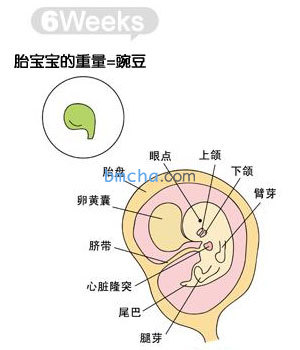 怀孕6周 胎儿发育和妈妈变化图